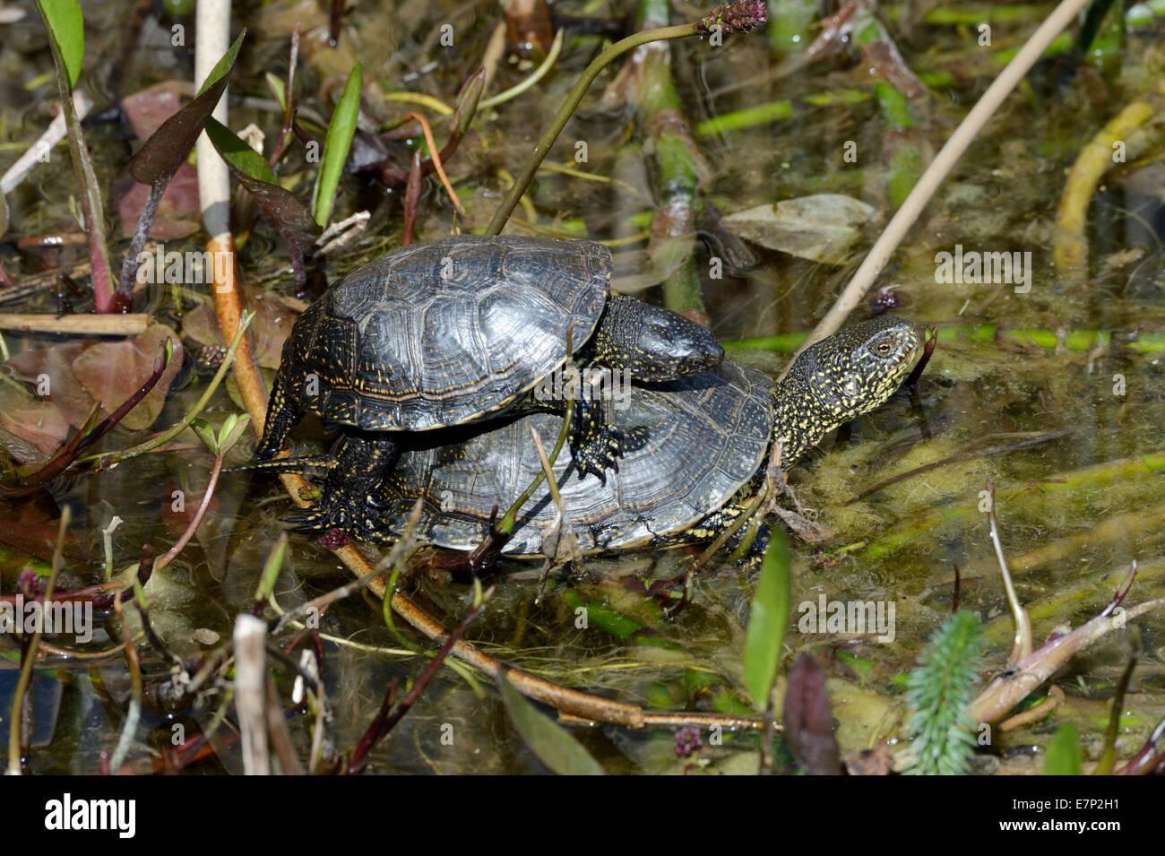 Tortoise, terrapin, European terrapin, turtle, Emys orbicularis ...