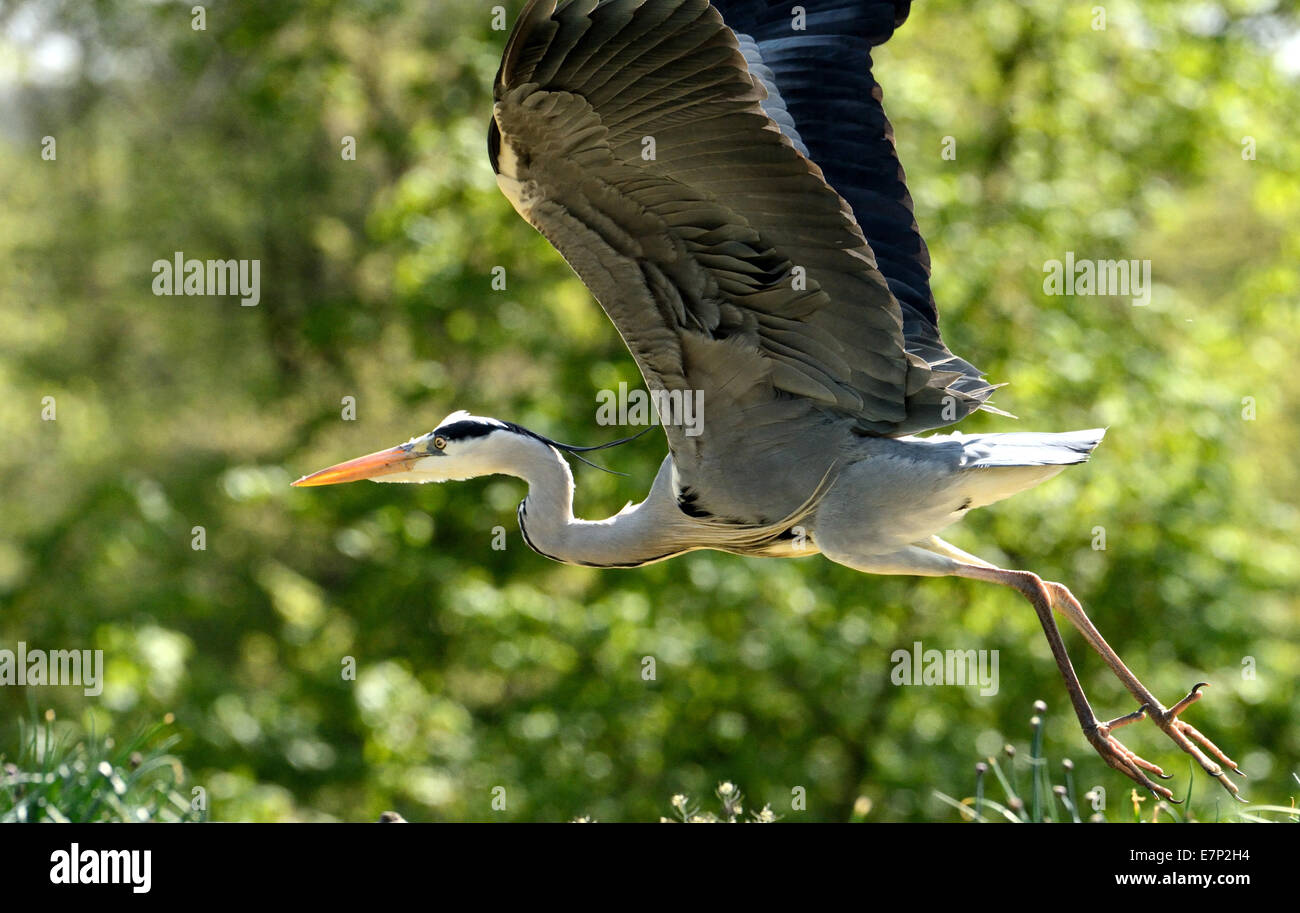 Gray heron, heron, common heron, Ardea cinerea, bird, birds, water birds, fish hunter, animals, wild animals, Germany Stock Photo