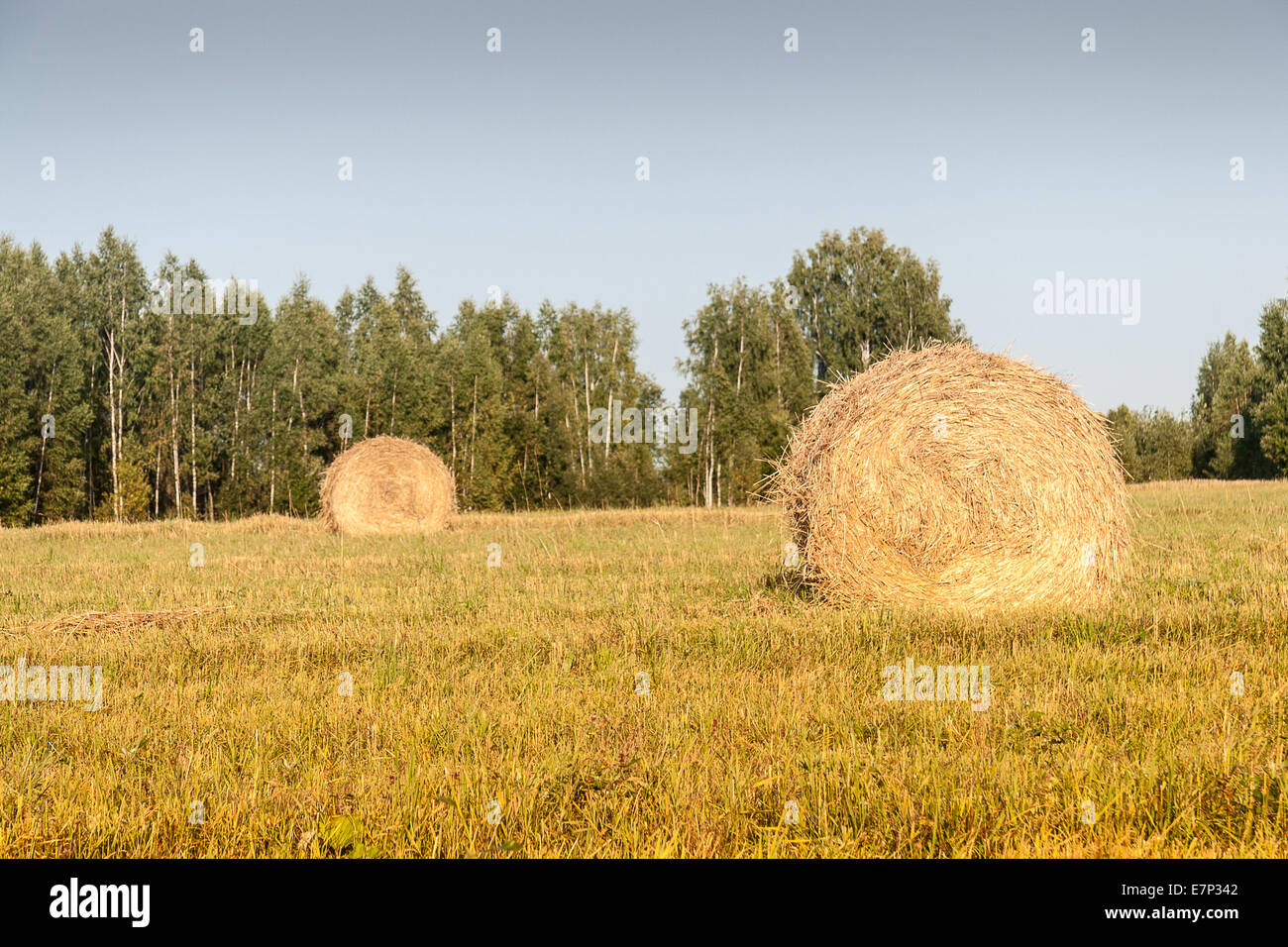Haystacks in the field Stock Photo - Alamy