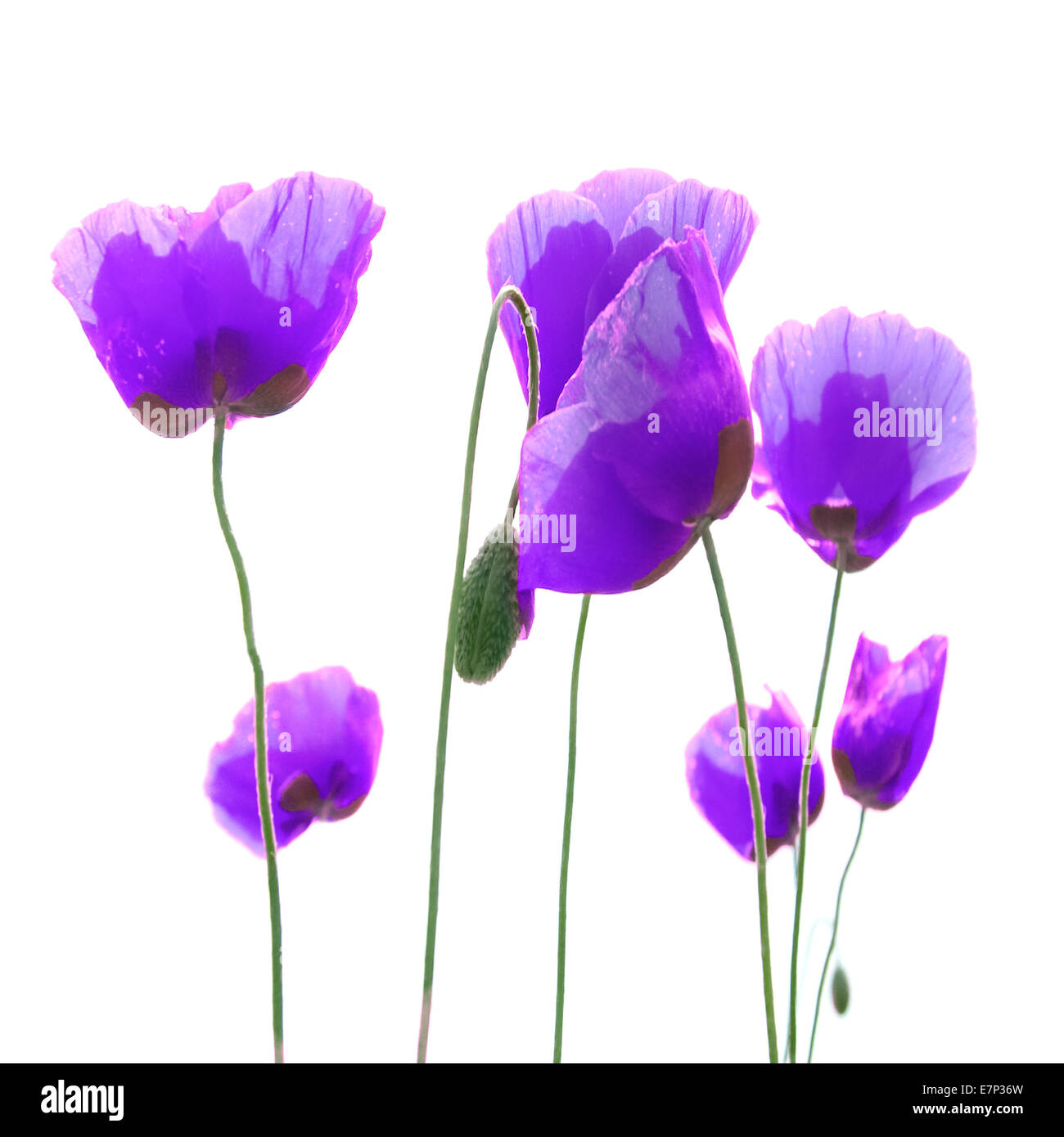 Beautiful red poppies isolated on white background Stock Photo - Alamy
