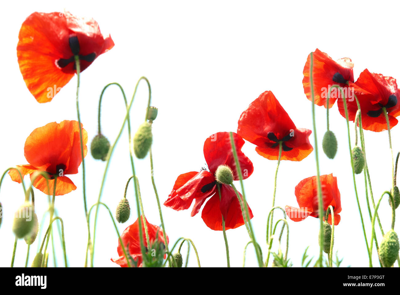 Beautiful red poppies isolated on white background Stock Photo - Alamy
