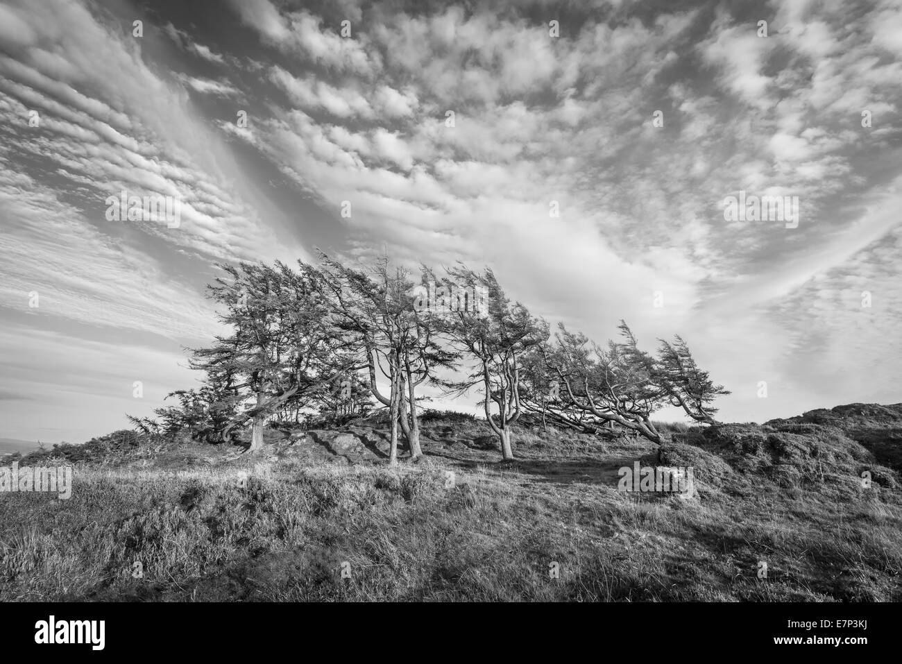 Altocumulus cloud, over copse on Gummer's How, English Lake District Stock Photo