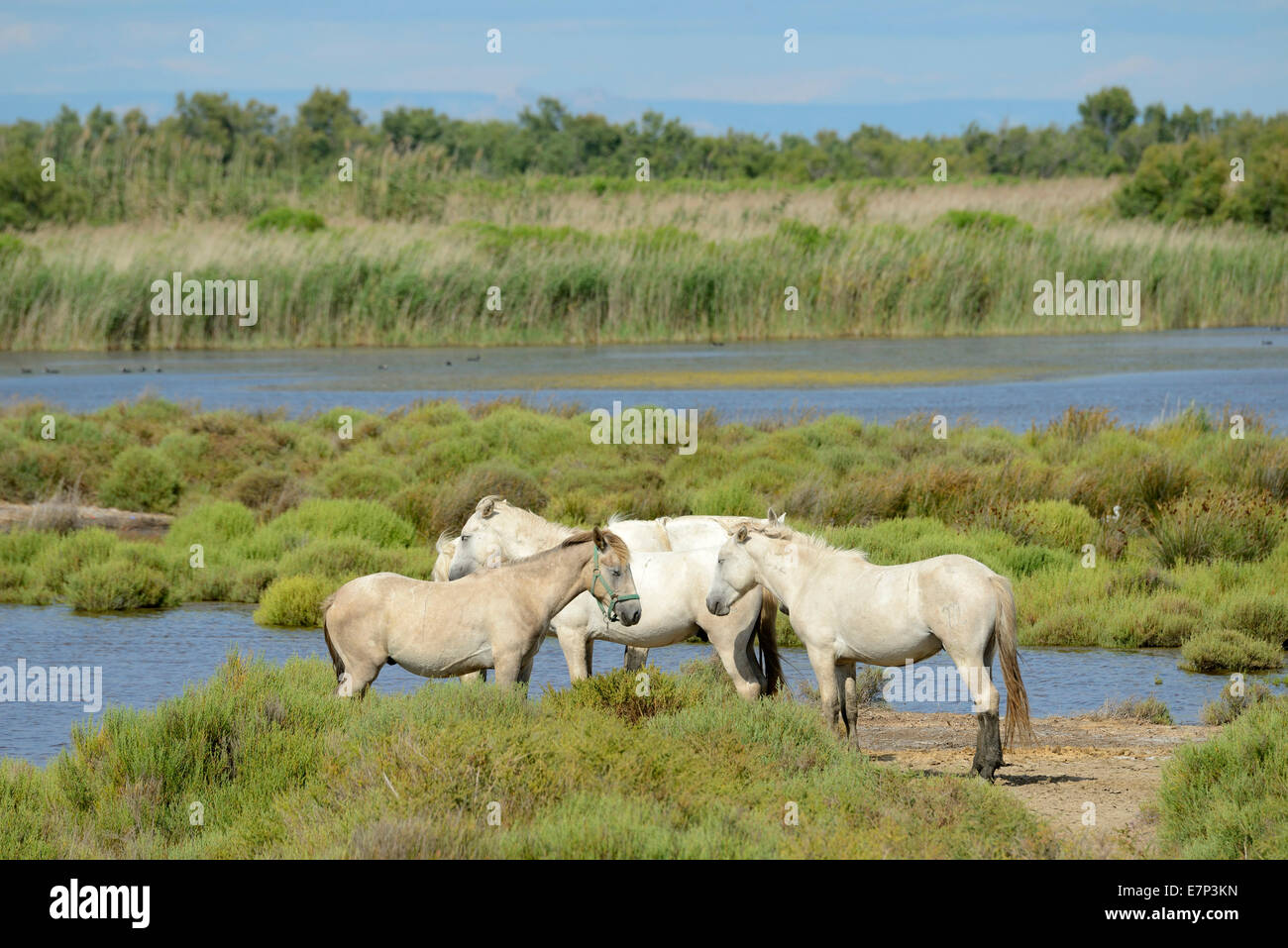 Europe, France, Languedoc- Roussillon, Camargue, horses, wetland, wildlife, animal, white horses Stock Photo