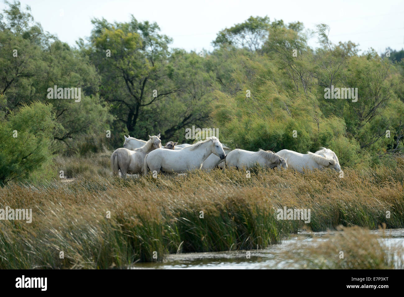 Europe, France, Languedoc- Roussillon, Camargue, wetland, nature, wild horses, herd Stock Photo