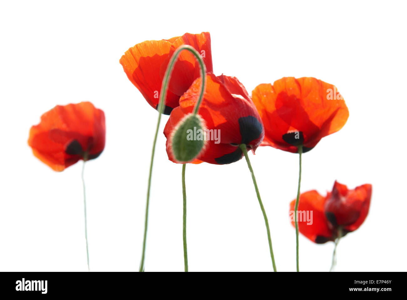 Beautiful red poppies isolated on white background Stock Photo - Alamy