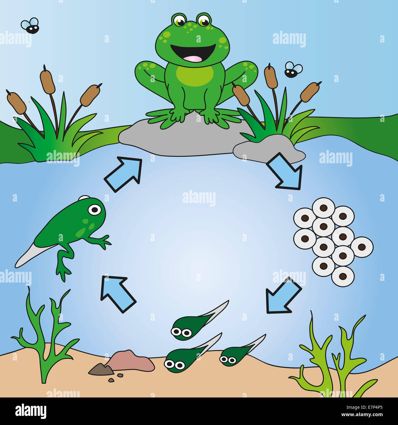 illustration of life cycle of frog Stock Photo