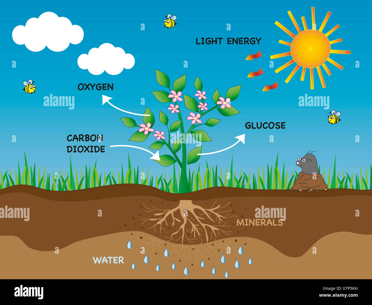 Photosynthesis illustration hi-res stock photography and images - Alamy