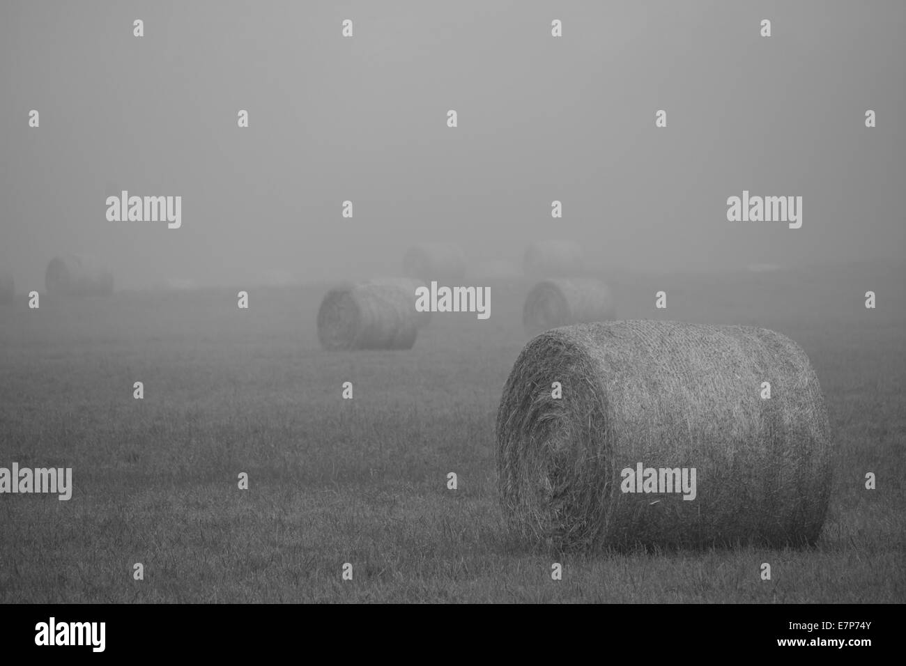 Hay Bales in the fog Stock Photo Alamy
