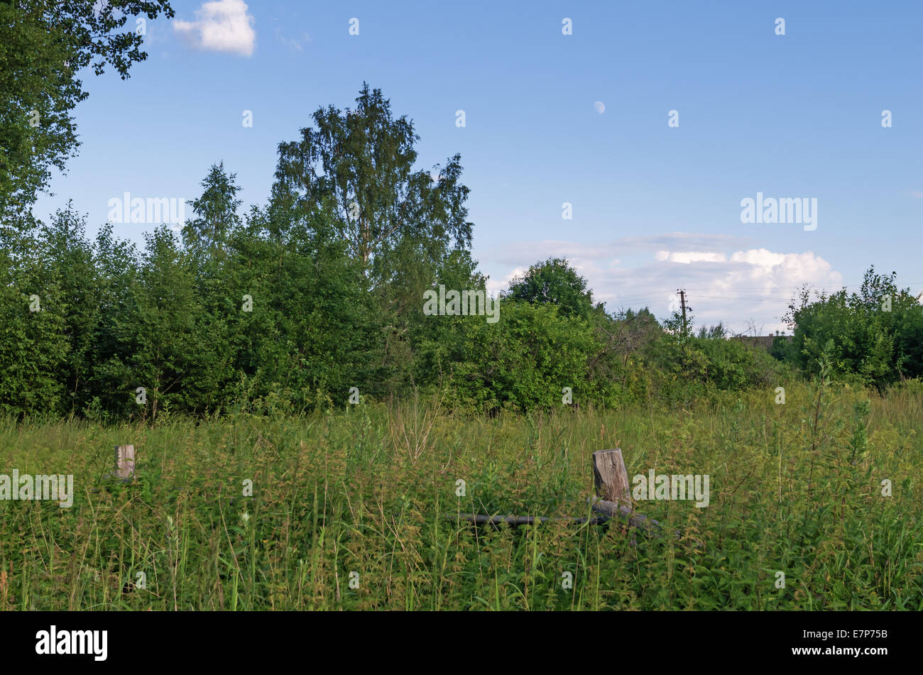 Old rural fence overgrown with a nettle. Stock Photo