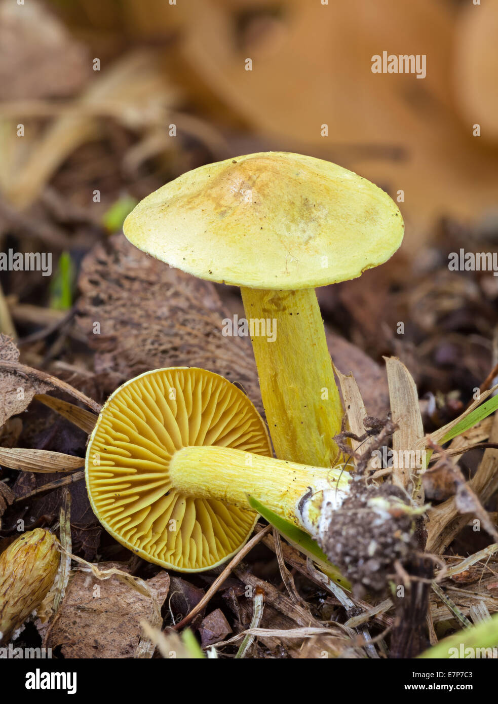 Yellow Sulphur knight mushroom Stock Photo