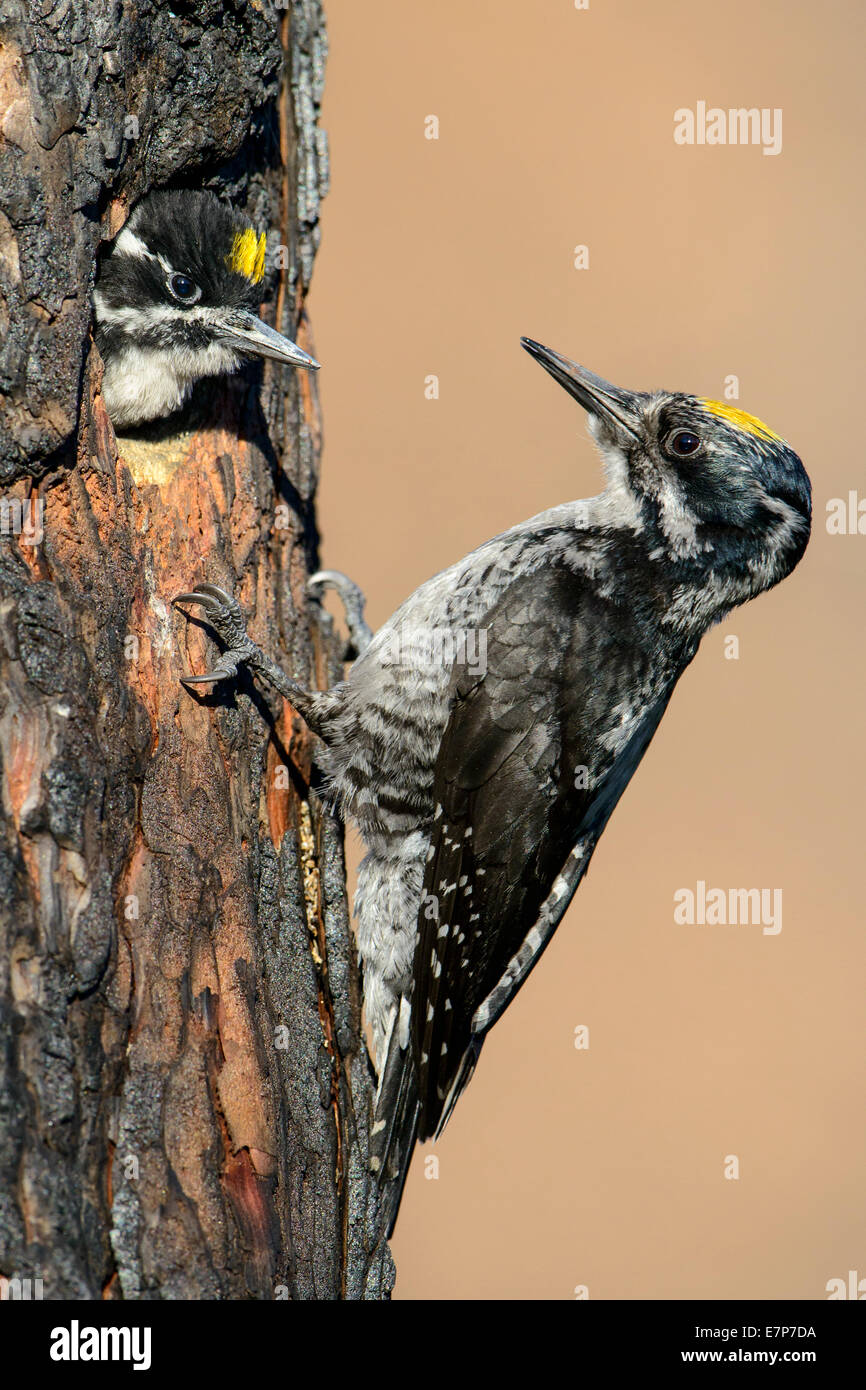 A male three-toed woodpecker arrives at the cavity to feed his son, Western Montana Stock Photo
