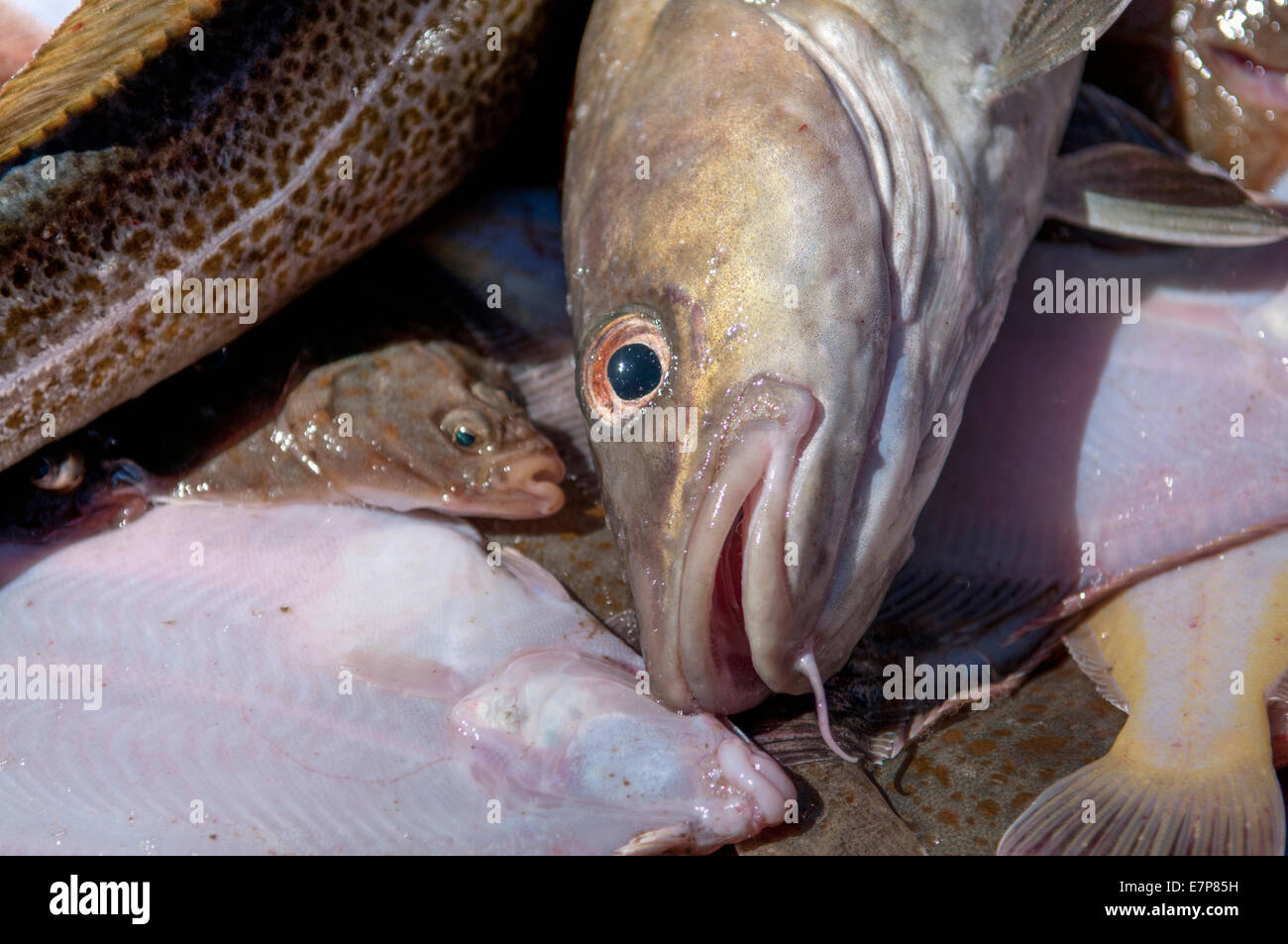 Bycatch yellowtail flounder limanda ferruginea hires stock photography