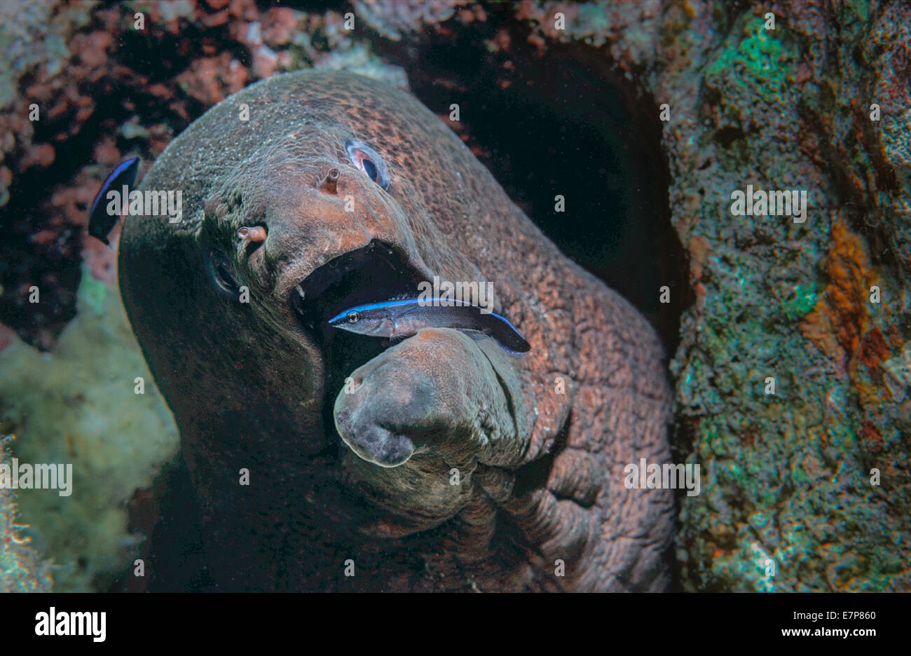 Giant Moray eel (Gymnothorax javanicus) cleaned by Bluestriped Cleaner Wrasses (Labroides dimidiatus), an example of a symbiotic Stock Photo