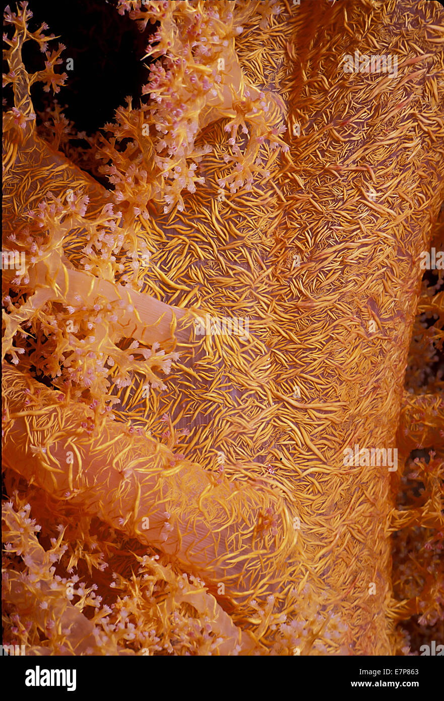 Branches of Prickly Alcyonarian Coral (Dendronepthya sp.); Sinai, Egypt, Red Sea Stock Photo