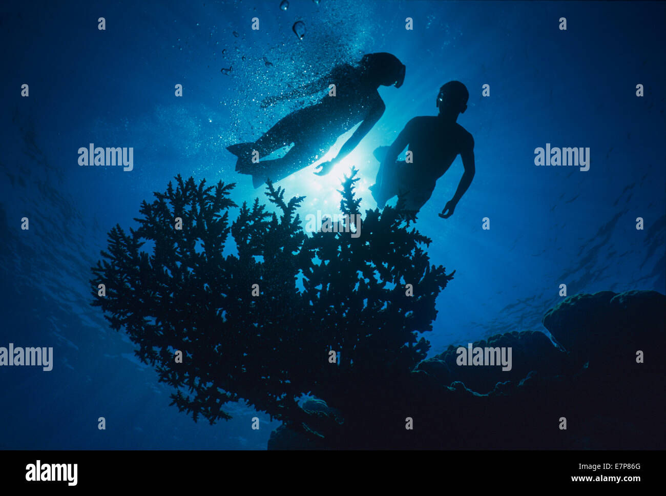 Free diving into coral garden. Tiran Island ; Egypt, Red Sea Stock Photo