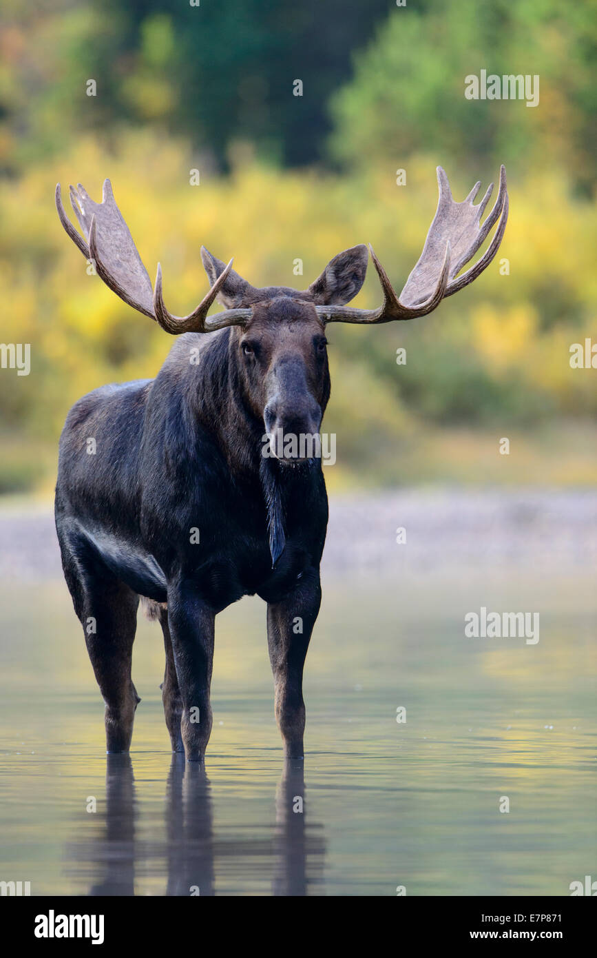 Bull Moose (Alces alces) Portrait, Montana Stock Photo