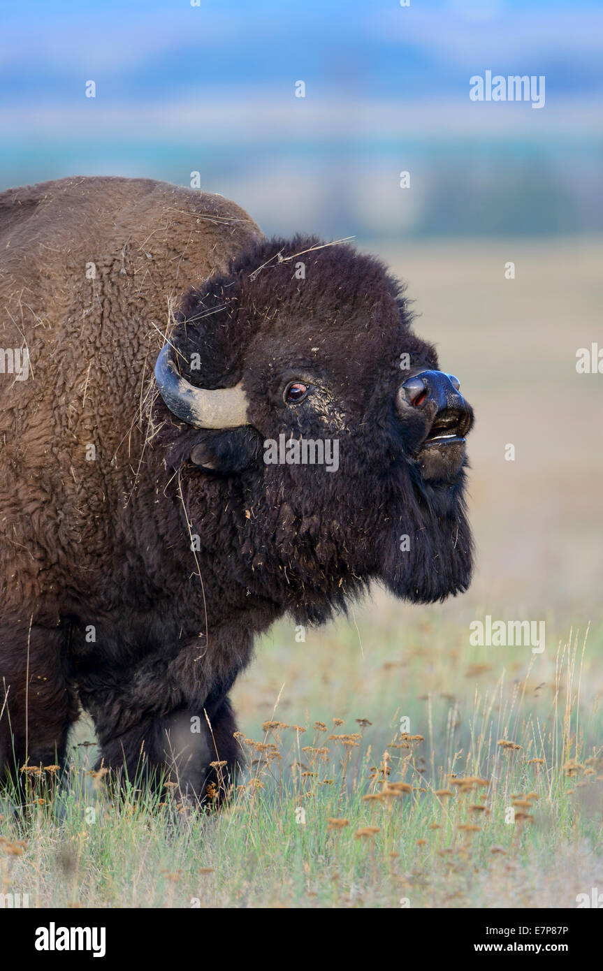 Lip curling bull bison (Bison bison), National Bison Range, Montana Stock Photo