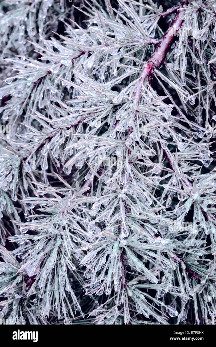 Pine needles covered with ice Stock Photo - Alamy