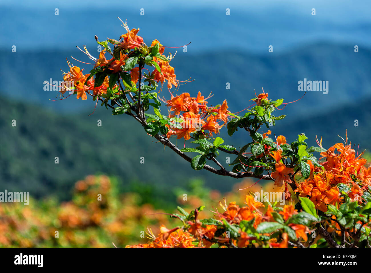 Flame azalea and mountains Stock Photo