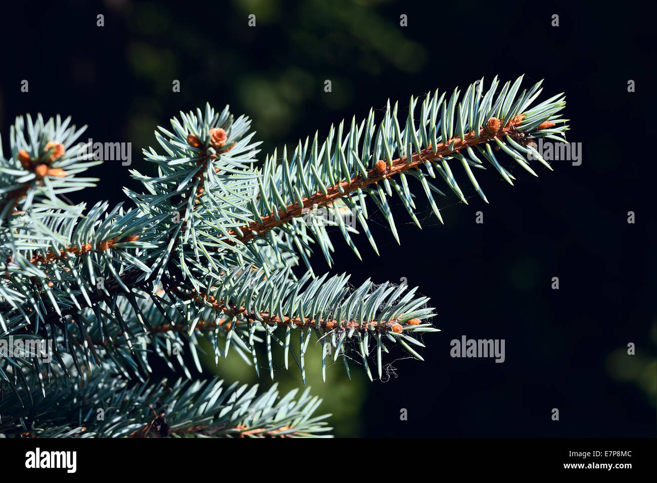 Sprigs of blue spruce (Picea pungens) Stock Photo