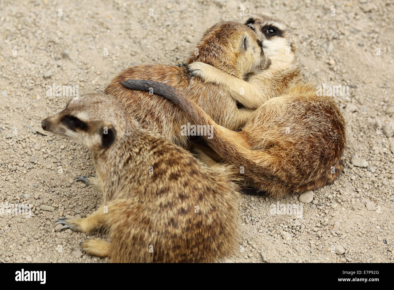 Meerkats (Suricata suricatta) groom and play with each other. Stock Photo