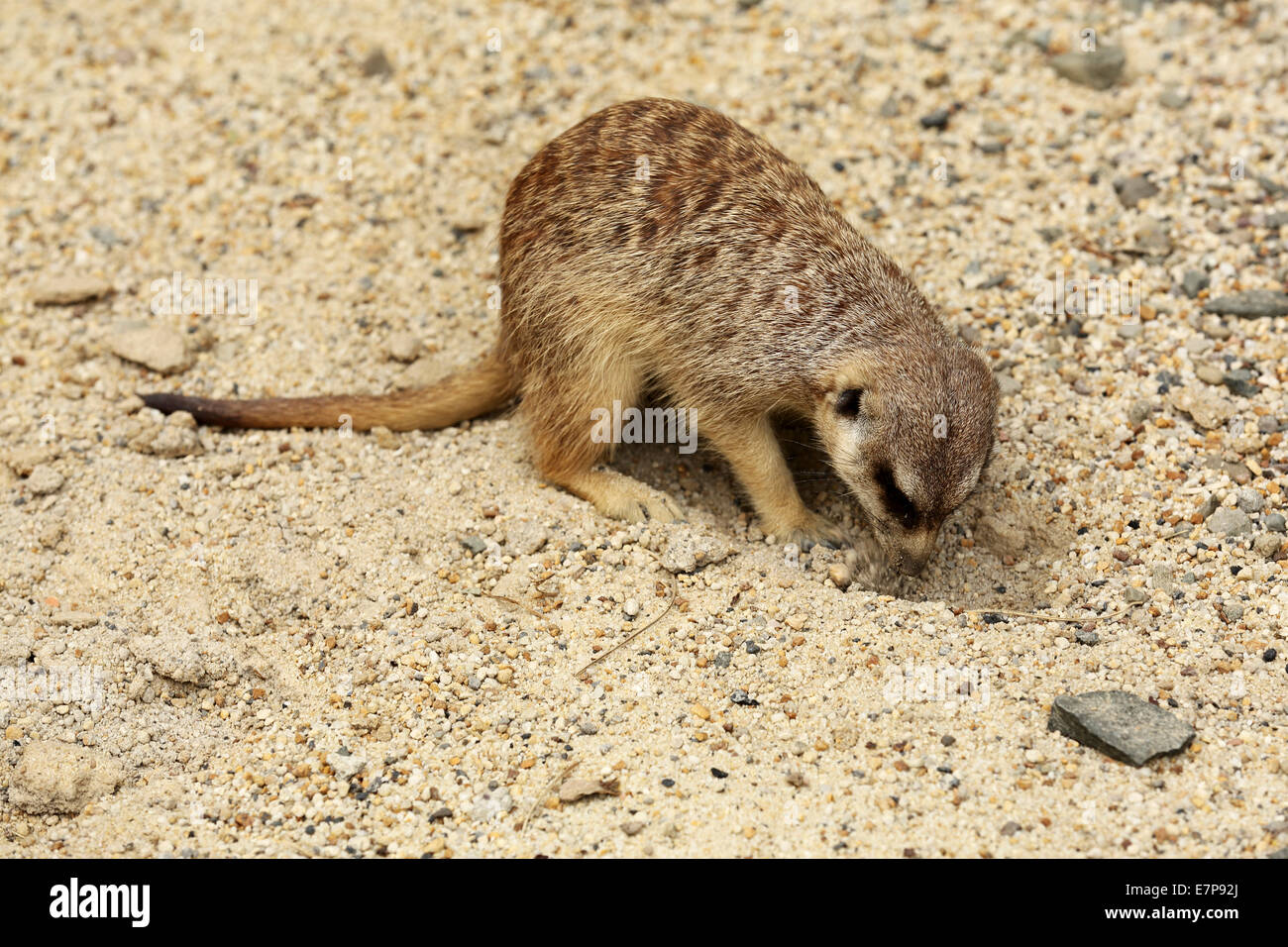 A Meerkat (Suricata suricatta) burrowing in sandy ground. Meerkats originate from southern Africa. Stock Photo