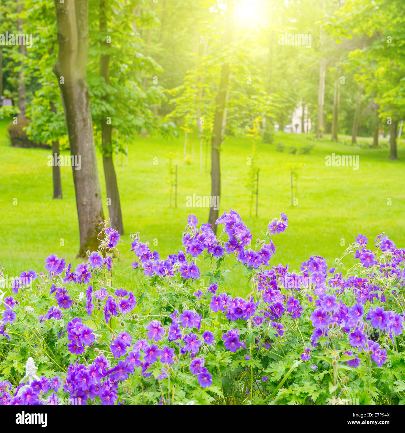 Flowers on lawn trees hi-res stock photography and images - Alamy