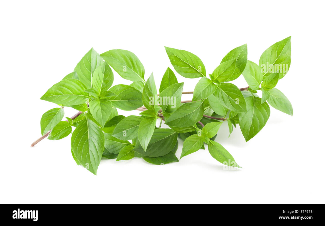 Greek basil hires stock photography and images Alamy