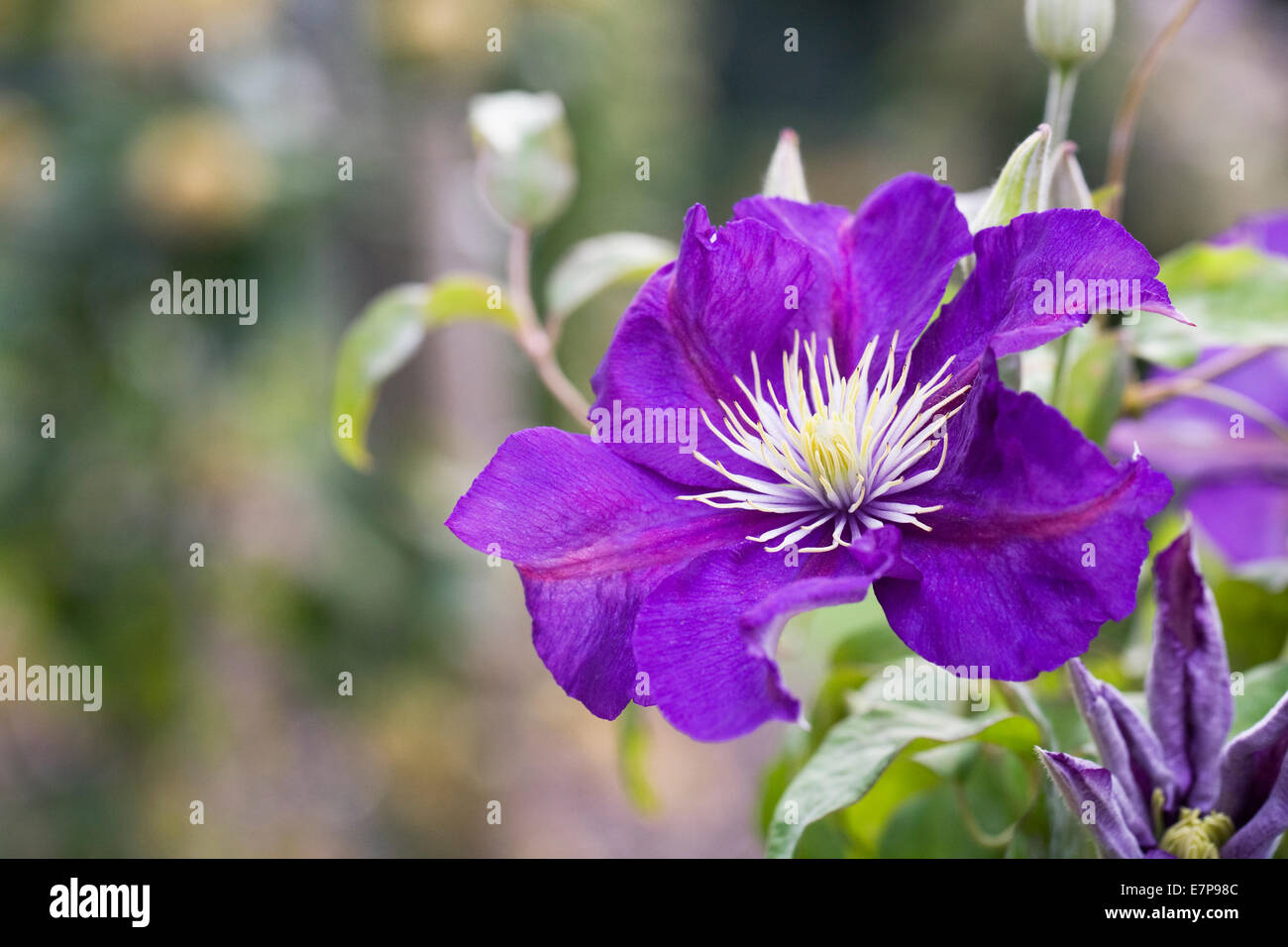 Clematis 'Kinja Atarashi'. Purple Clematis flowers in an English garden. Stock Photo