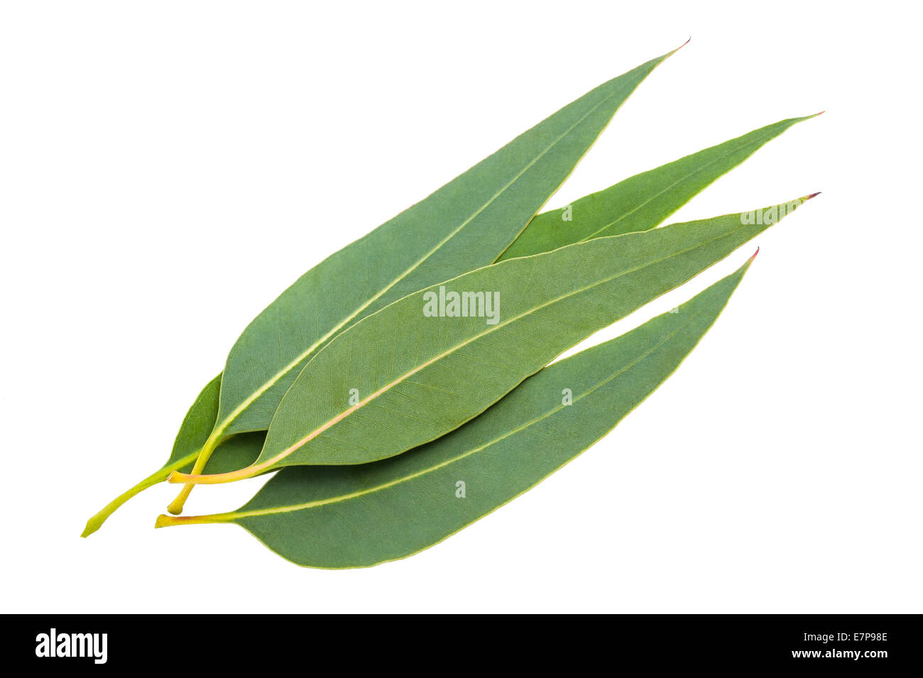Eucalyptus hi-res stock photography and images - Alamy