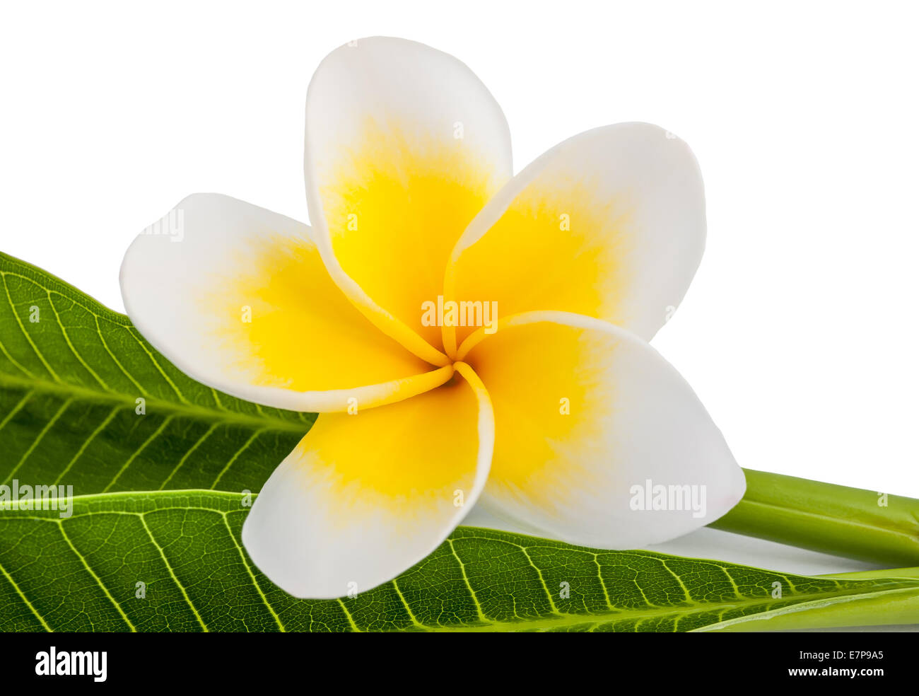 Frangipani flower with leaves isolated on white Stock Photo