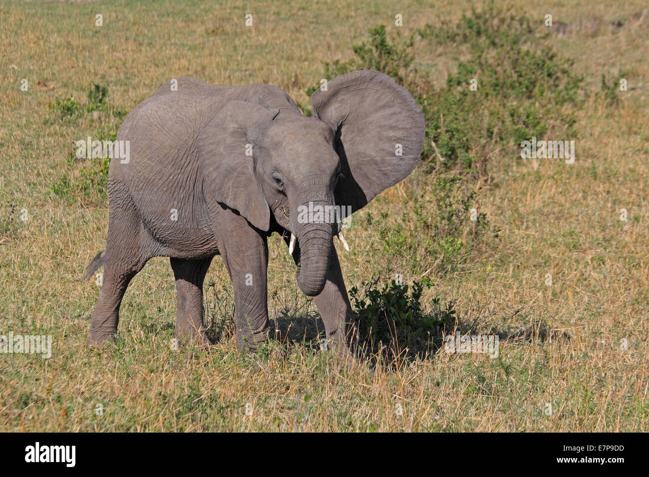 Juvenile African Elephant on the Masai Mra Stock Photo