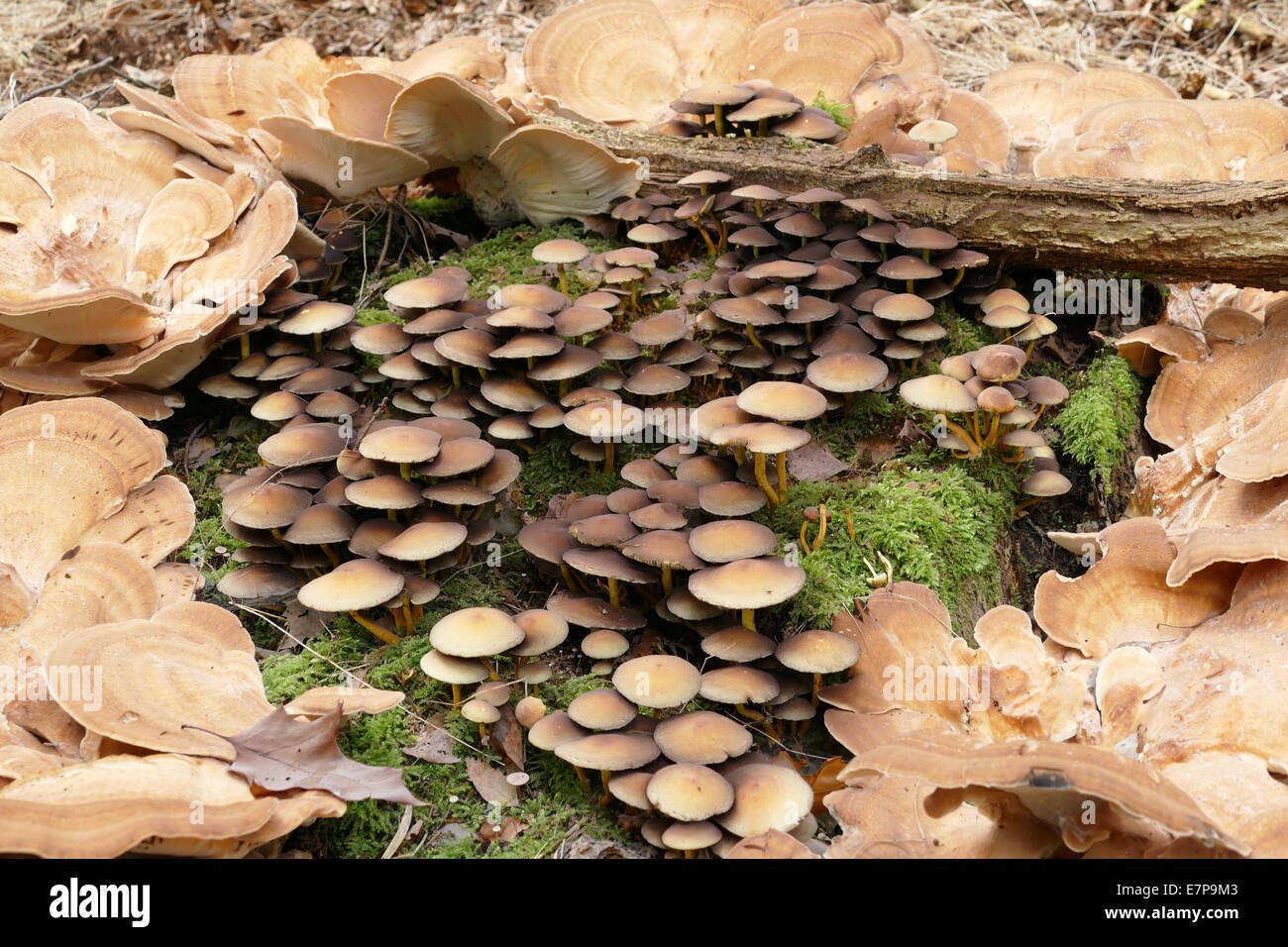 bracket fungus Stock Photo