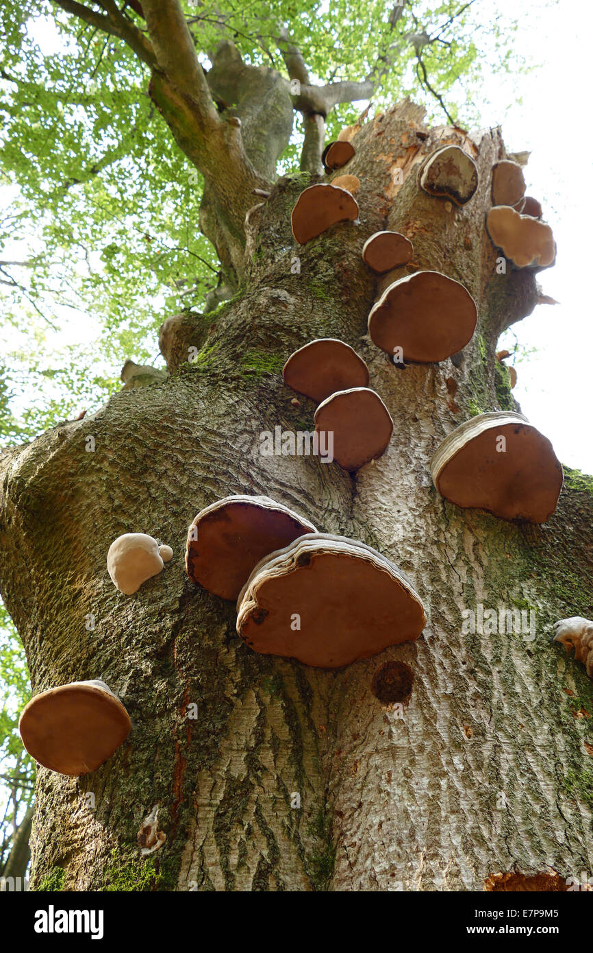 mushroom bracket fungi on a tree Stock Photo