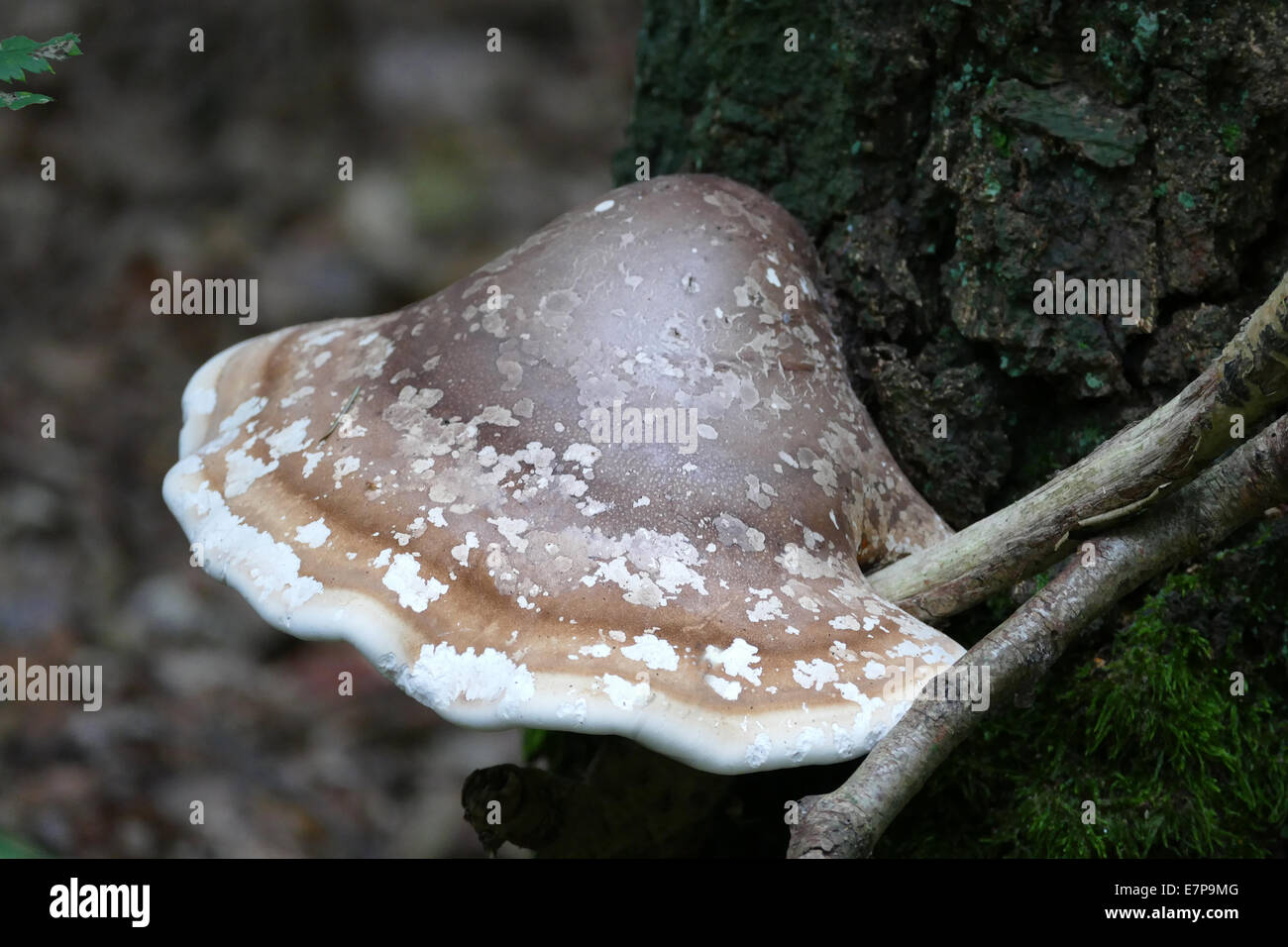 Elfenbankje (bracket fungus ) Stock Photo