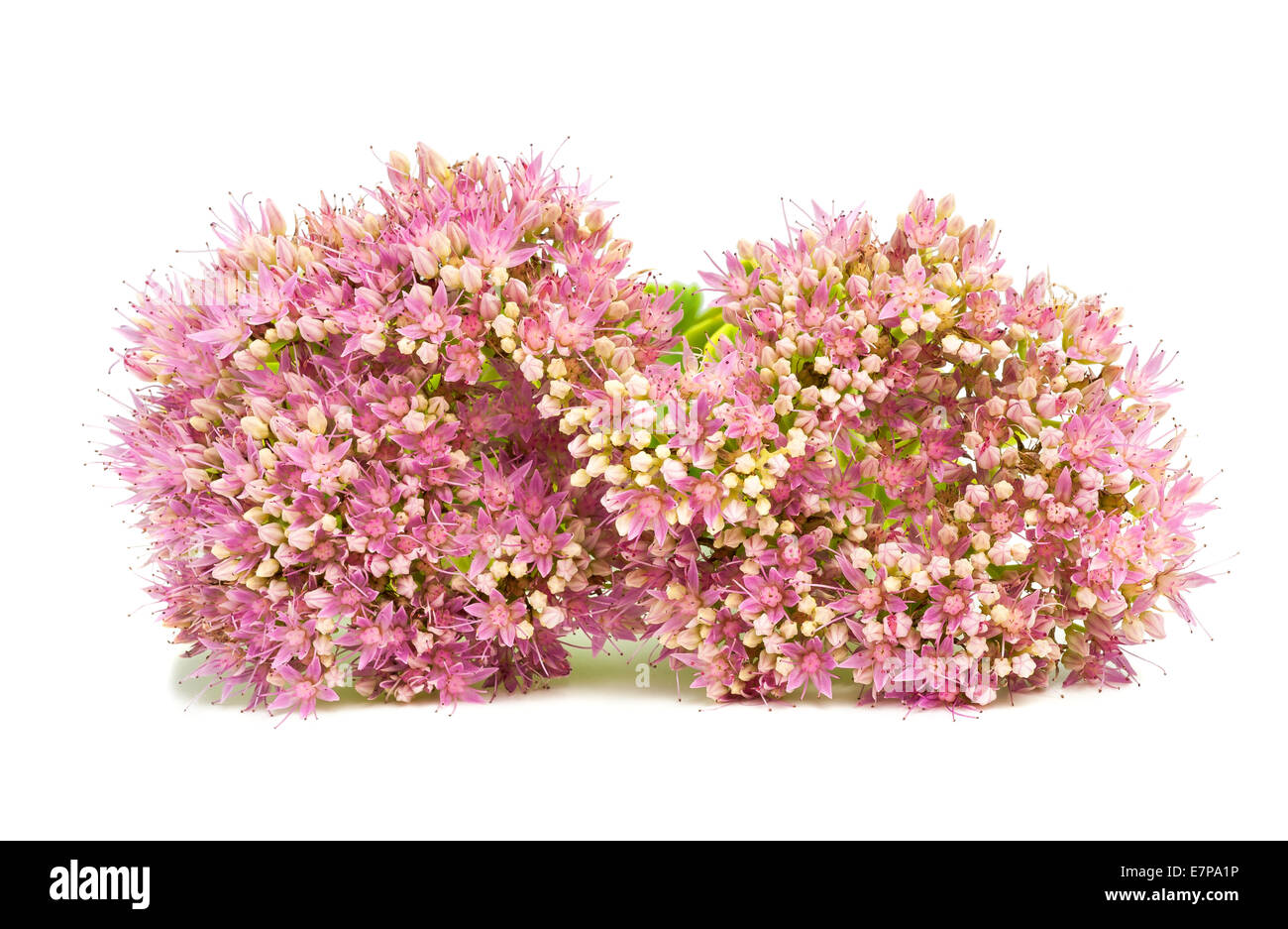 Pink Sedum flowers isolated on white background Stock Photo