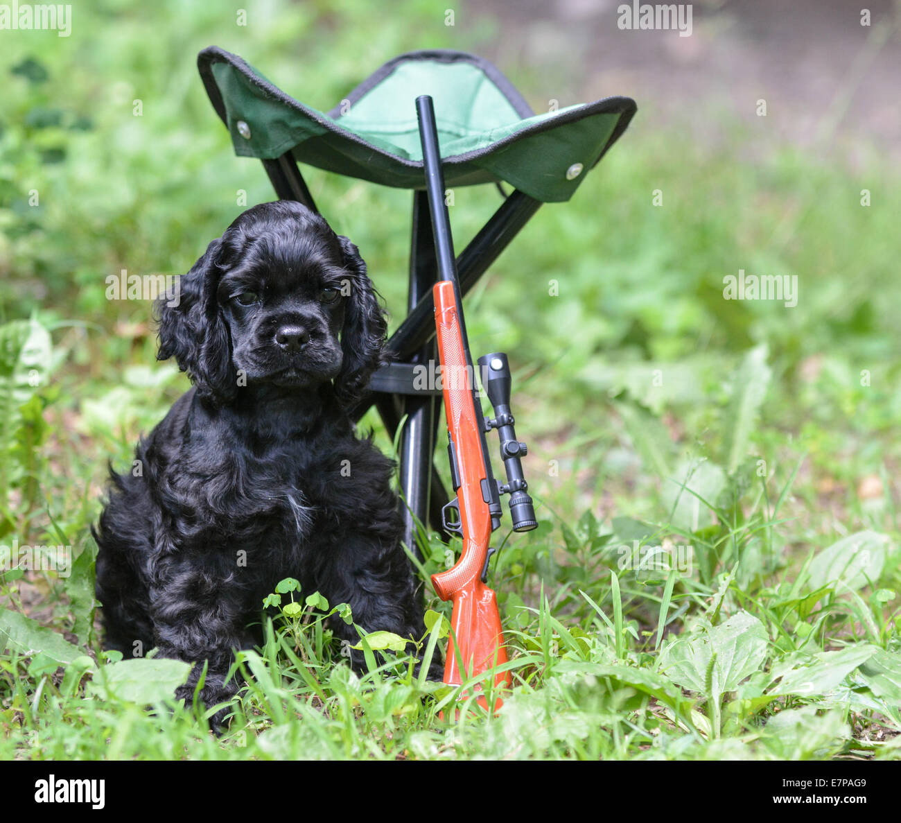 hunting dog american cocker spaniel puppy in the woods Stock Photo Alamy