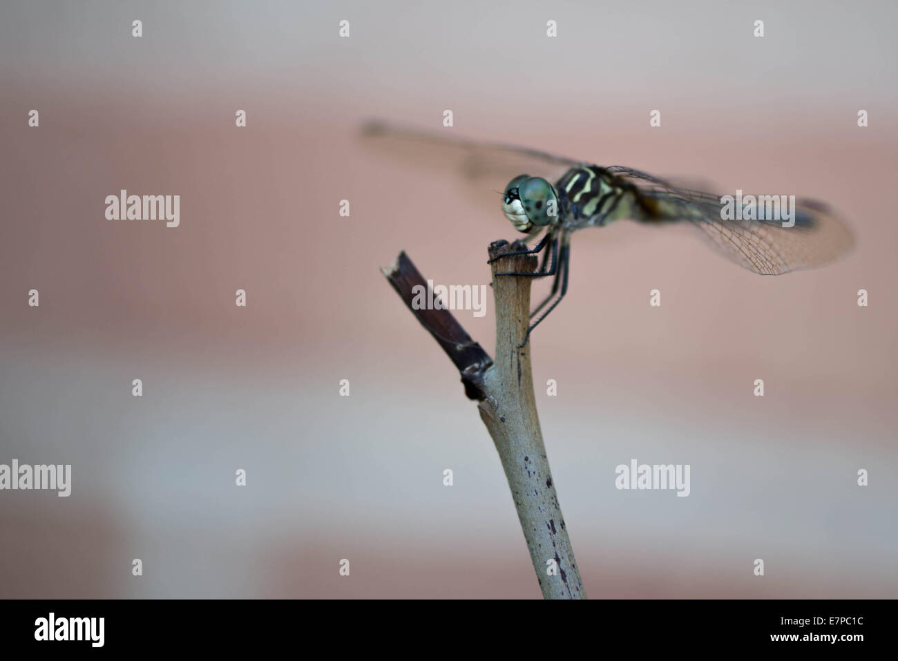 closeup of a Dragonfly in the garden Stock Photo - Alamy