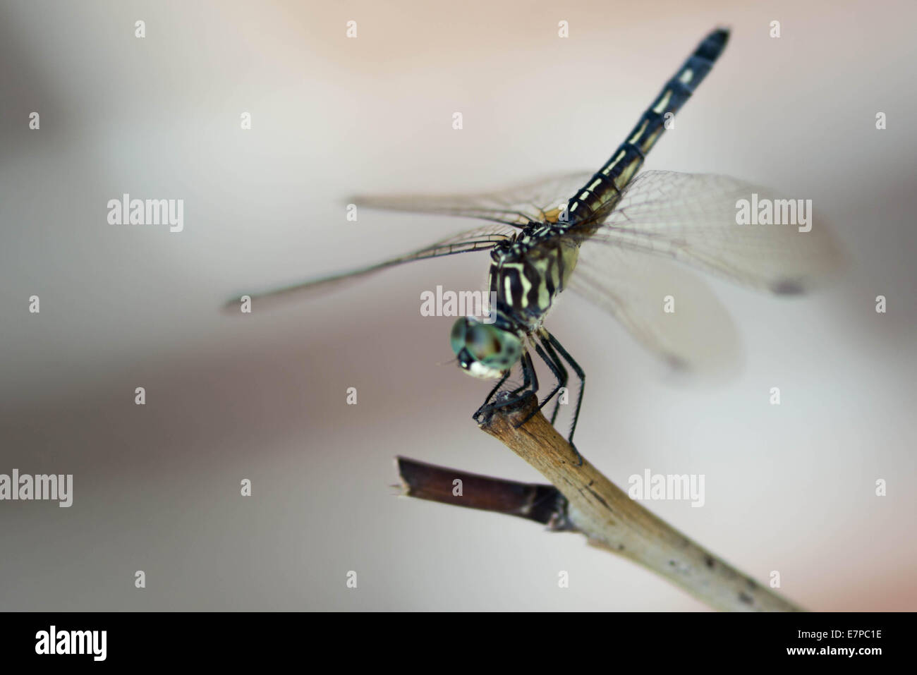 closeup of a Dragonfly in the garden Stock Photo - Alamy