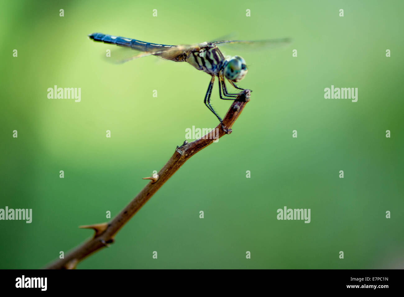 closeup of a Dragonfly in the garden Stock Photo - Alamy