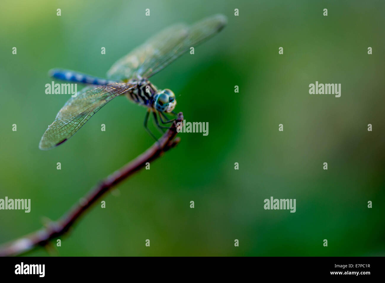 closeup of a Dragonfly in the garden Stock Photo - Alamy