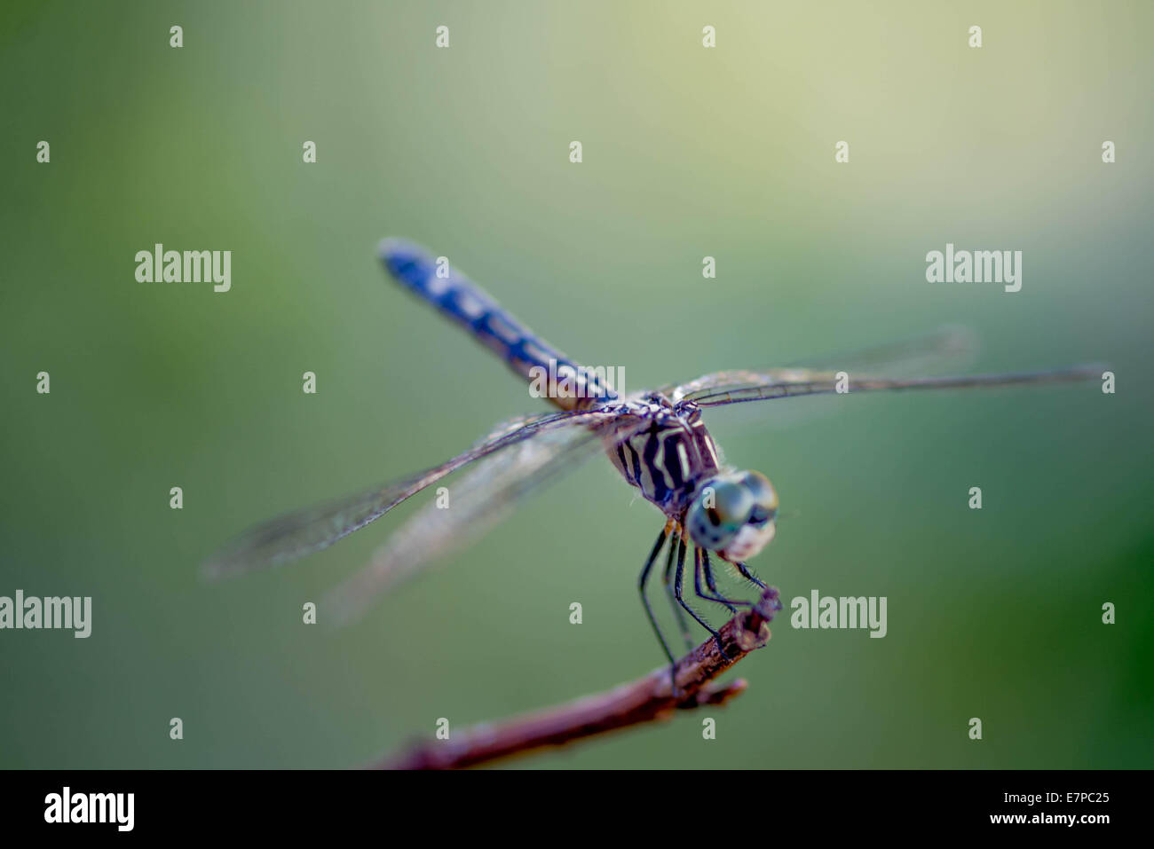 closeup of a Dragonfly in the garden Stock Photo - Alamy