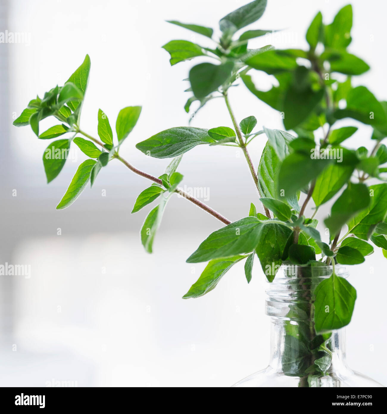 Oregano in bottle Stock Photo