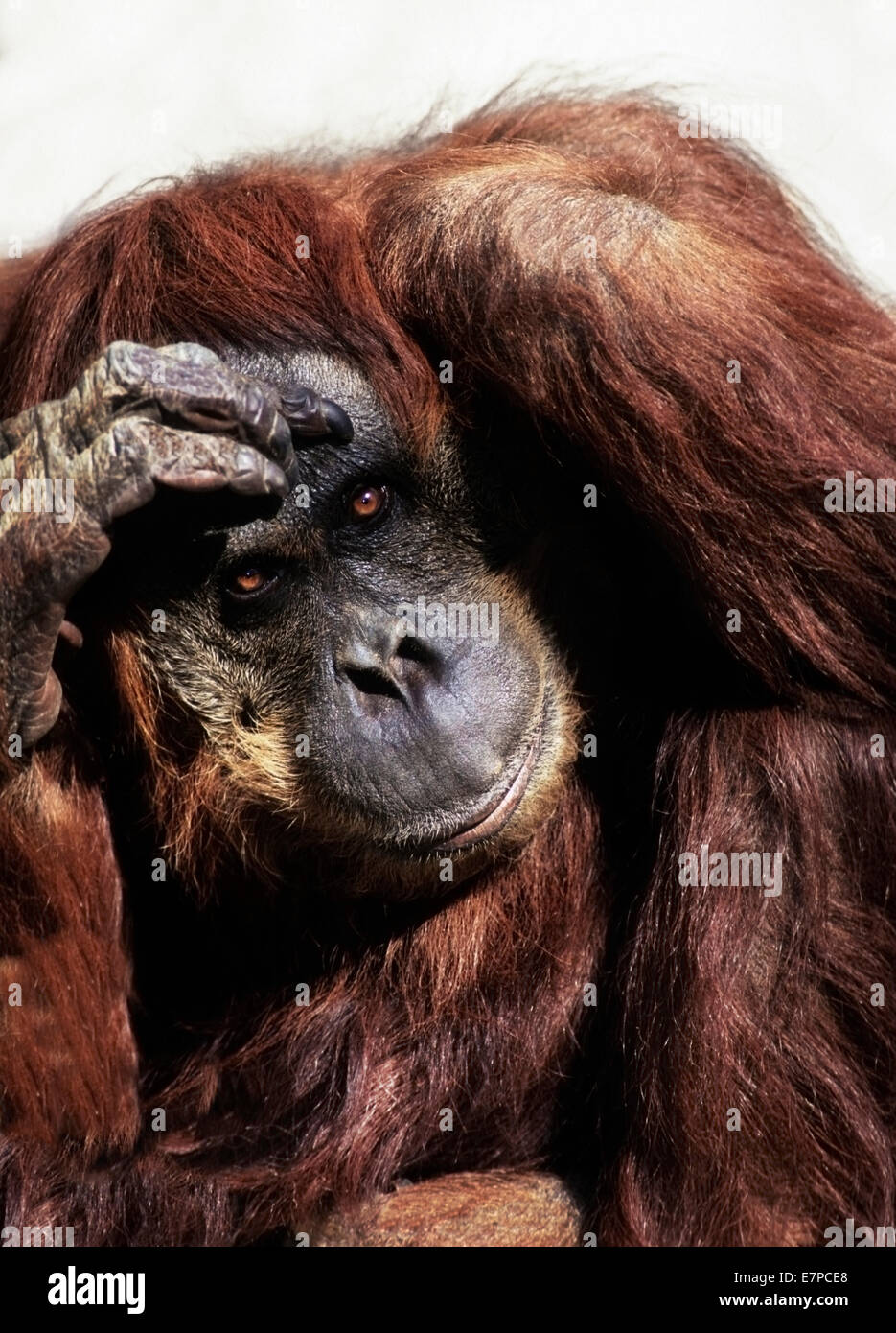Orangutan (Pongo pygmaeus) an endangered species. Captive. Stock Photo