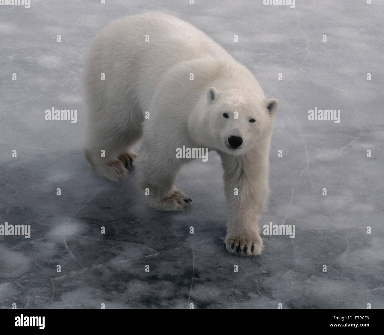 Polar Bear (Ursus maritimus) the world's largest land carnivore, crosses the ice at Cape Churchill, Manitoba, Canada, the Hudson Stock Photo