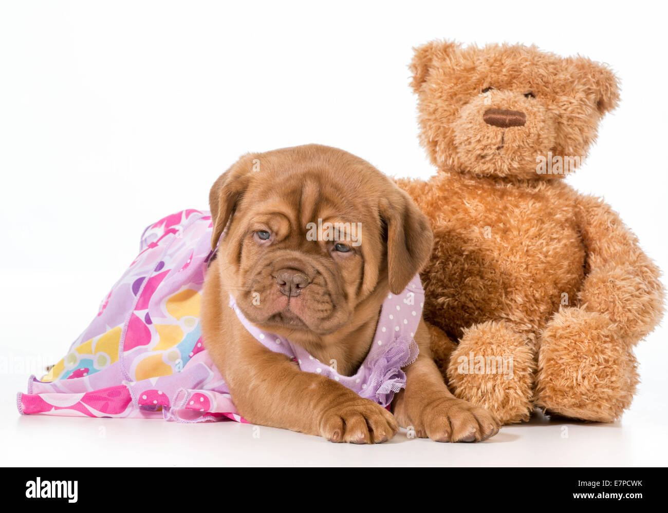 dogue de bordeaux stuffed animal