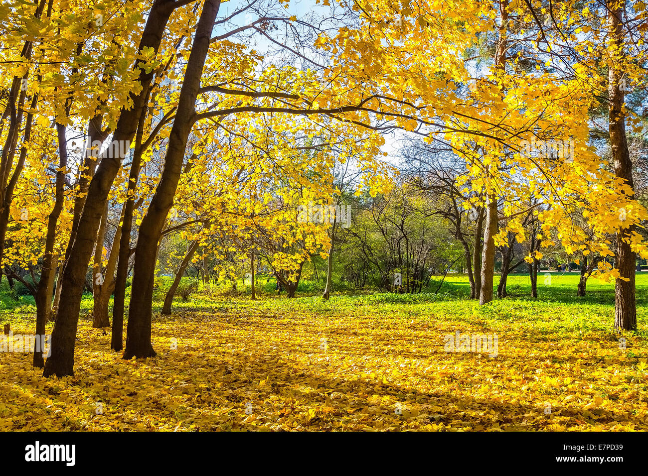 Sunny autumn maple leaves hi-res stock photography and images - Alamy