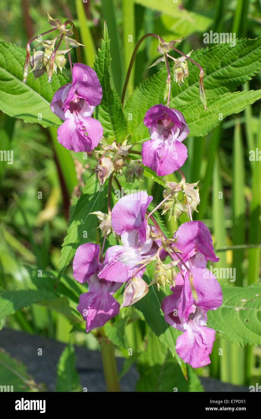 Closeup of Pink Indian Balsam Wild Flowers in Marshy Land at Fairburn Ings near Castleford West Yorkshire England UK Stock Photo