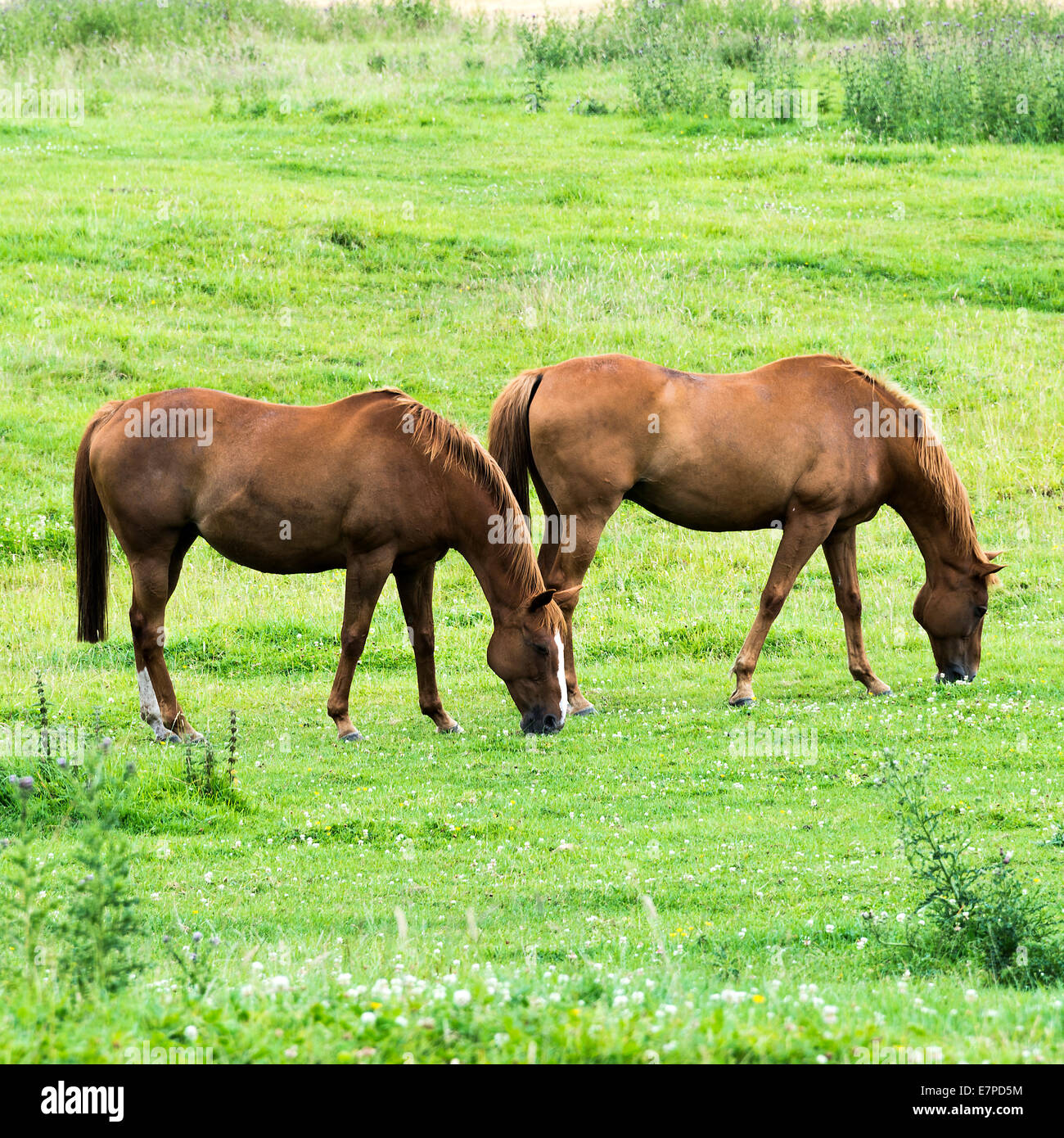 Two Lovely Chestnut Horses Grazing in Unison in a Grassy Field in Corbridge Northumberland England United Kingdom UK Stock Photo