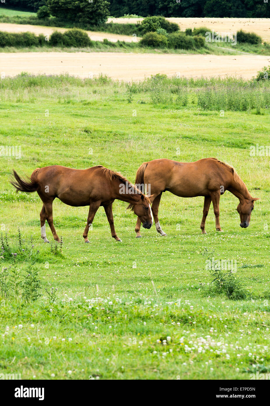 Chestnut horses hi-res stock photography and images - Alamy